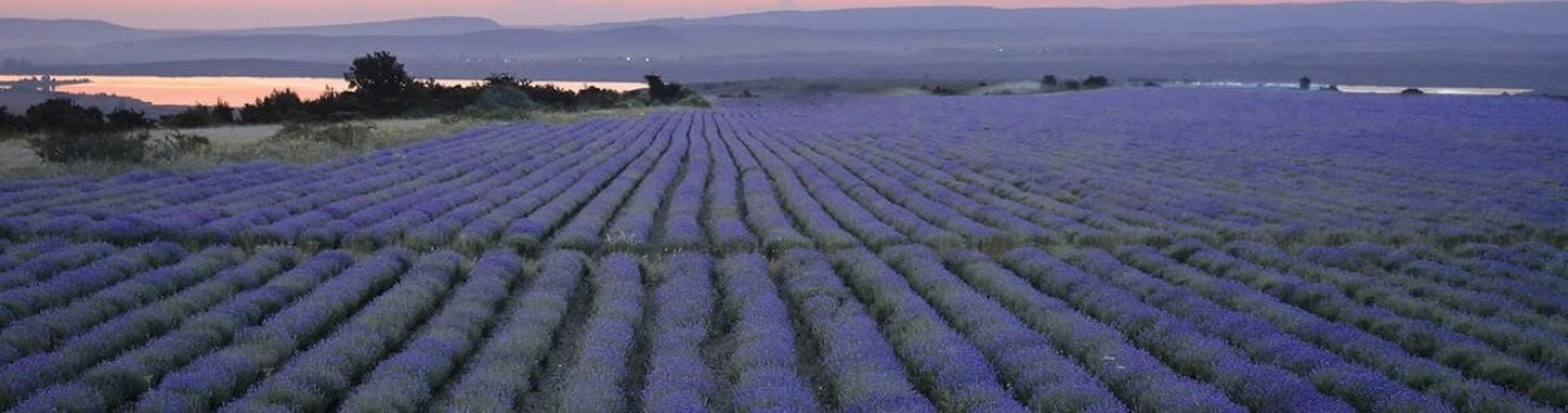 Sourcing Essential Oils